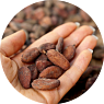 Какао-бобы сырые (оптом от 25 кг)