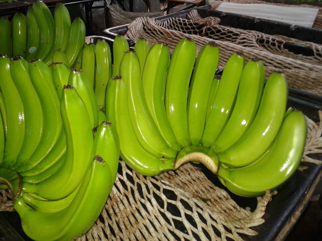 Бананы сорта и виды фото с названием