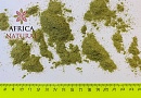 Порошок из травы Готу кола (Centella) Gotu kola powder
